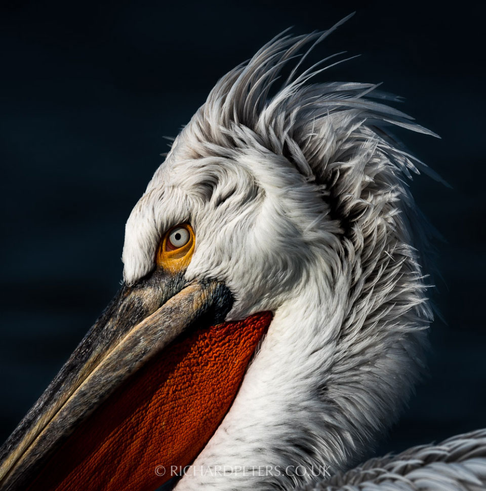 Richard Peters - Dalmatian Pelican