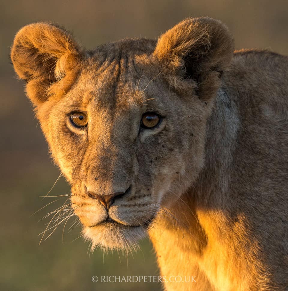 Richard Peters - Lion